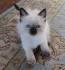 Adorable Ragdoll Kittens for Sale | Waterlooville ...