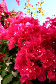 Pin On Flowers N Gardens
