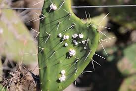 How to get rid of woodlice on cactus: Cochineal Insects A Tale Of Two Imports Something Over Tea