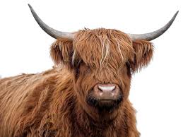 We found for you 15 pictures from the collection of highland cattle! 8 752 Highland Cow Photos Free Royalty Free Stock Photos From Dreamstime