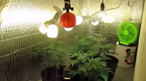 Cfl lights for growing weed are the most commonly used option for beginners. Diy Cfl Cannabis Grow Room 1 Youtube