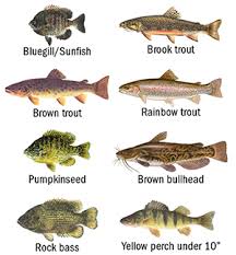 Catskill Region Fish Advisories