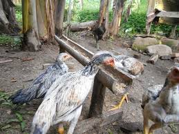 Pantes dimasukkan dalam daftar tempat makan murah di lembang. Membuat Tempat Pakan Ayam Dari Barang Bekas Sebuah Tempat