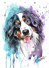Amazon Com Bernese Mountain Dog Gift Print Of Art By Suzanne Stephens With Size Mat Options Handmade Bernese mountain dog drawing by mike theuer wetcanvas. bernese mountain dog gift print of art by suzanne stephens with size mat options
