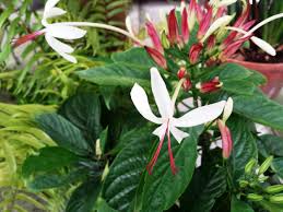 Image result for Clerodendrum rotundifolium