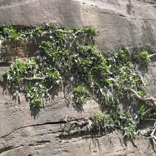 Image result for Ficus ingens