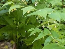 Image result for Jasminum streptopus