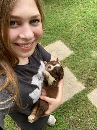 Rehoming bonded mini aussie siblings in Oklahoma