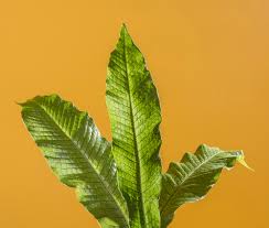 Image result for Asplenium currorii