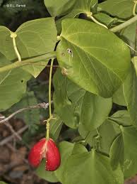 Image result for Adenia lobata