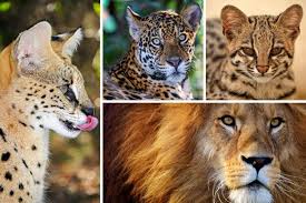 When it comes to physical appearances, these show. All 40 Species Of Wild Cats And Where To See Them In The Wild