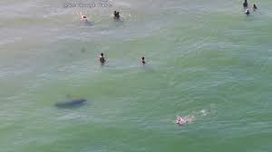 Find 17,867 traveller reviews, 15,125 candid photos, and prices for hotels in st. Manatee Swims With People At St Pete Beach Wtsp Com