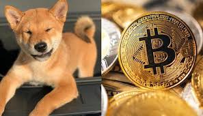 Between its international recognition and its legitimate utility, shib is up thousands of times and is constantly expanding its reach. Shiba Inu Coin Cryptocurrency Grows 340 In 7 Days Should You Invest In Shib