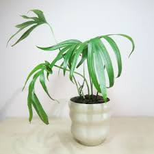 Image result for Monadenium crenatum