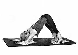 Woman Melting Into A Downward Dog Yoga Position Illustration Price Minty