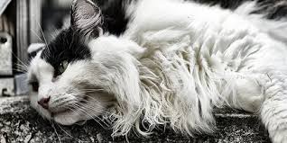 Use specialized tools you may need to purchase specialized tools for stubborn mats if your fingers or your normal brushes can't work through the tangles. How To Remove Mats From A Longhaired Cat Vet Approved Advice