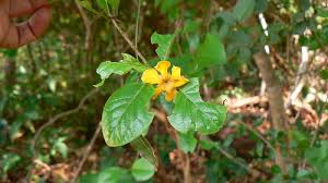 Image result for Catunaregam