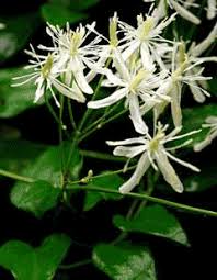 Clematis hirsutissima pursh hairy clematis 10 seeds. Clematis Terniflora Sennin So Sweet Autumn Virginsbower Sweet Autumn Clematis Fall Clematis Pfaf Plant Database