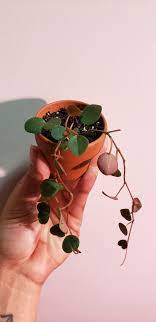 Check spelling or type a new query. Received Two Tiny Peperomia Ruby Cascade Cuttings In The Mail Potted Them In A Trusty Well Draining Mix Lost Two Leaves But Just Stuck Them On Top With Fingers Crossed One Of The