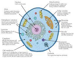 A Basic Living Animal Cell With It S Organselles Mini Organs All Working Together To Keep It Functioning Animal Cell Project Cells Project Biology Projects