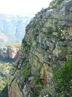 Image result for Aeollanthus parvifolius