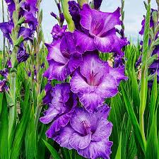 Image result for Gladiolus virgineus