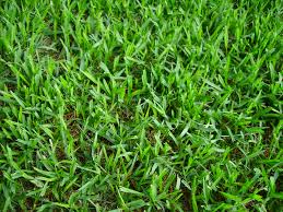 Search a wide range of information from across the web with quicklyanswers.com The Pitfalls Of Planting St Augustine Grass In Hammond La Lawnstarter