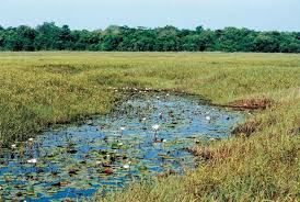 Image result for Phragmanthera crassicaulis