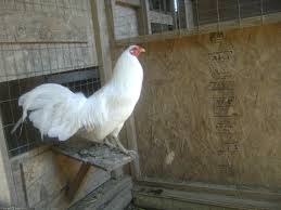 Bird On The Run Pittsburgh Pa Steelgame Com Forums Game Fowl Chicken Breeds Bird Pictures