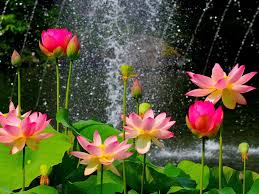 Pin On Flowers And Blossom