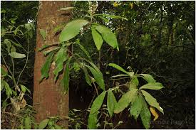 Image result for Lepisanthes senegalensis