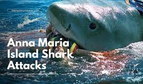 Anna Maria Island Shark Attacks: Staying Safe and Informed