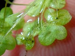 Image result for Lemna aequinoctialis