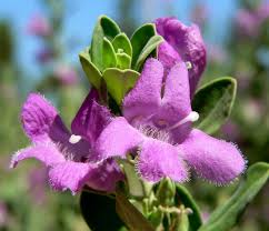 Great prices on shrub purple flowers. Leucophyllum Wikipedia
