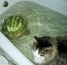 melon and cat in bath