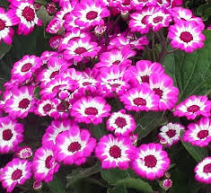 Image result for Cineraria mazoensis