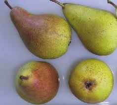 We did not find results for: Top Ten Varieties Of Pear Trees Compared By Gardenfocused