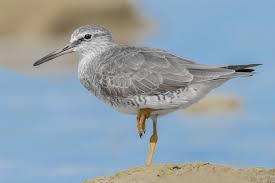 Image result for Tragia brevipes