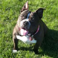 These amazing jack russell terriers are about to make your day. Everything You Need To Know About The English Bulldog Pitbull Mix K9 Web