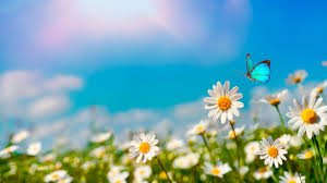Check spelling or type a new query. Blue Butterfly Is Flying Above White Flower In Sky Background Hd Butterfly Wallpapers Hd Wallpapers Id 45052