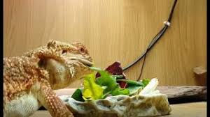 Yes, bearded dragons can eat zucchini. What Do Bearded Dragons Eat The Best Food For Bearded Dragons Exoticdirect