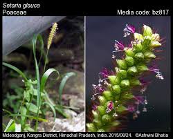 Image result for Setaria pumila