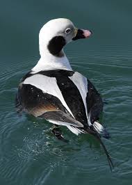 Pin On Bird