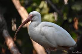 Image result for Ibis White 2017 Q1