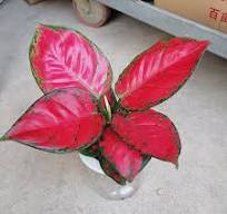 Aglaonema Red Beauty Hong Yan for Wholesale Live Plants