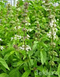Image result for Ocimum fimbriatum
