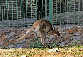 Ταξίδια με ζώα συντροφιάς και άλλα ζώα στην εε. Lakkagkinh Sta Kioyrka Katebhkan Kagkoyrw Sto Lakkagkinh Sta Kioyrka Kai To Xairontai Perissotero Apo Emas Sto Kthma Mas Yparxei Mia Megalh Farma Me Zwa Pollwn Eidwn Sas Perimenoyme Gia Bolta Mesa
