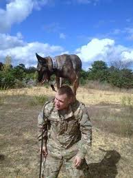 K9 Heroes Ssgt Judkens And Mwd Asja Practing Trust Training Photo K9 Heroes Military Working Dogs Military Dogs Dog Hero