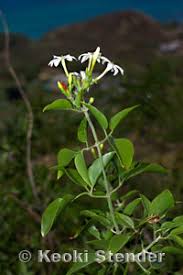 Image result for Jasminum fluminense