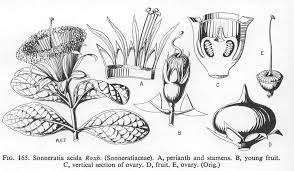 Image result for Sonneratiaceae